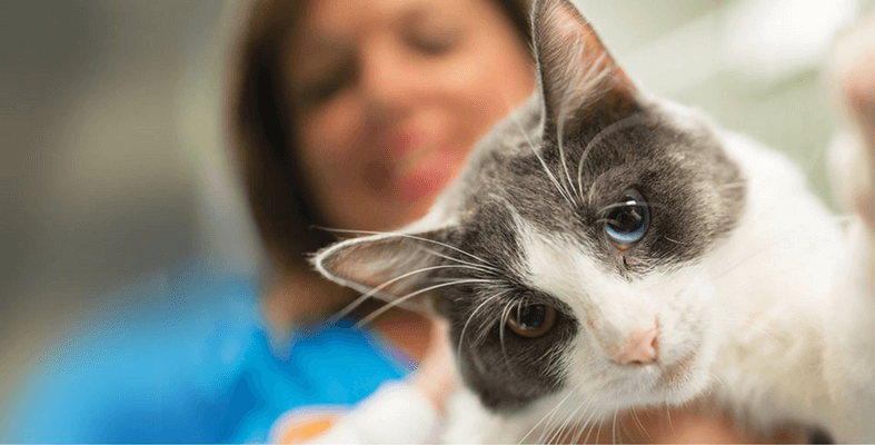 Panggilan Kerja Untuk Pencinta Haiwan! Gaji Mencecah RM 2000 Sebagai Pet Care Assistant.