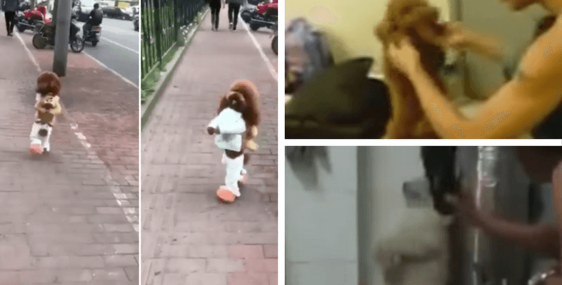 Keraguan Netizen Mungkin Anjing Viral Jalan 2 Kaki Tu Disiksa Begini..Menyedihkan!
