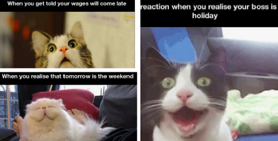 12 Meme Lucu Ekspresi Kucing Comel  Yang 'Ngam' Dengan Rutin Harian Kerja Kita