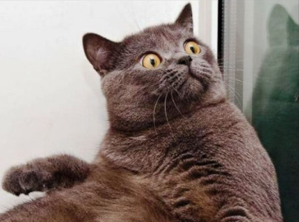 12 Meme Lucu Ekspresi Kucing el Yang Ngam Dengan Rutin Harian