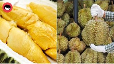 Durian Malaysia, Thailand Jadi Pilihan Penggemar Raja Buah Di Luar Negara